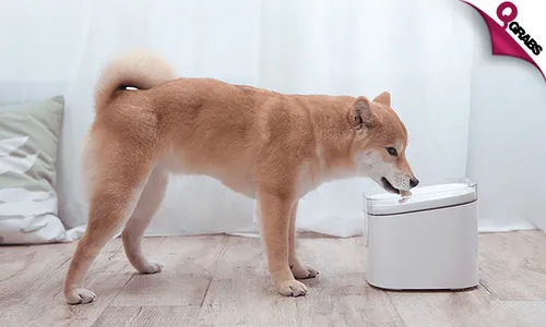 Xiaomi Smart Pet Drinking Fountain!